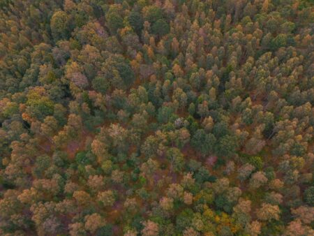 Aerial view of dense forest canopy representing carbon sequestration projects that generate tradeable carbon credits