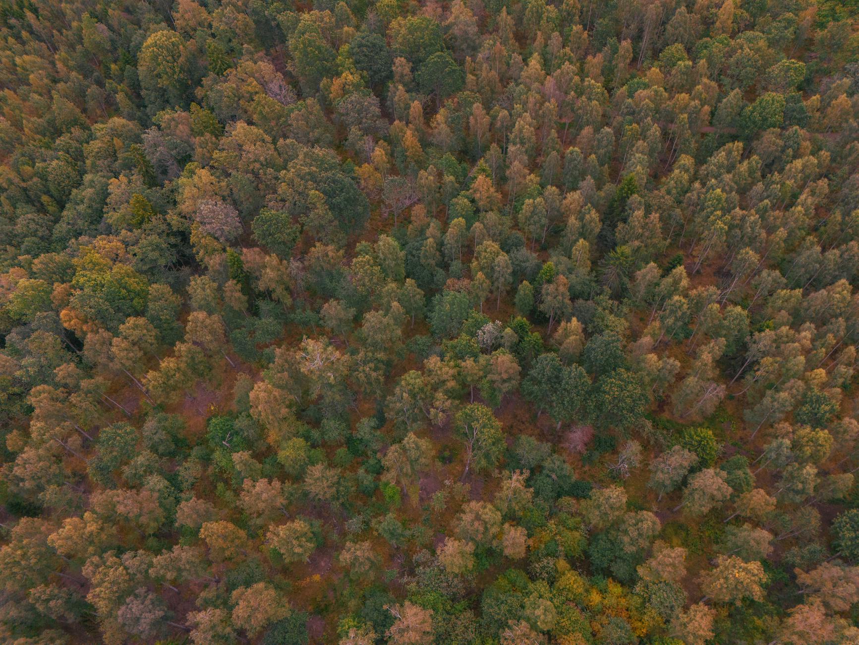 Aerial view of dense forest canopy representing carbon sequestration projects that generate tradeable carbon credits