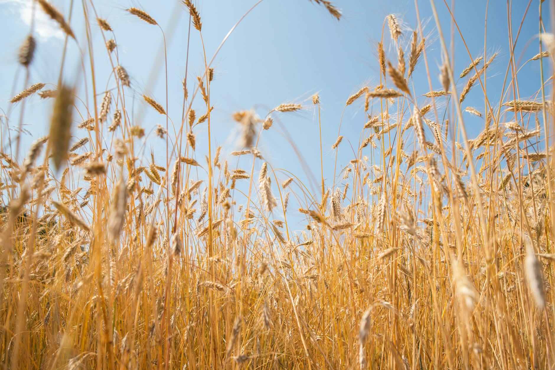 Golden wheat field representing agricultural commodity investments and food security