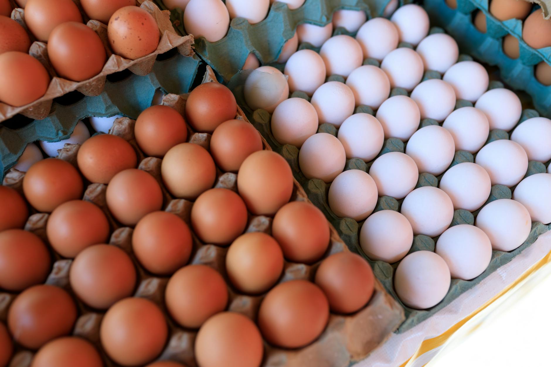 Cartons of eggs on a grocery store shelf with price tags visible