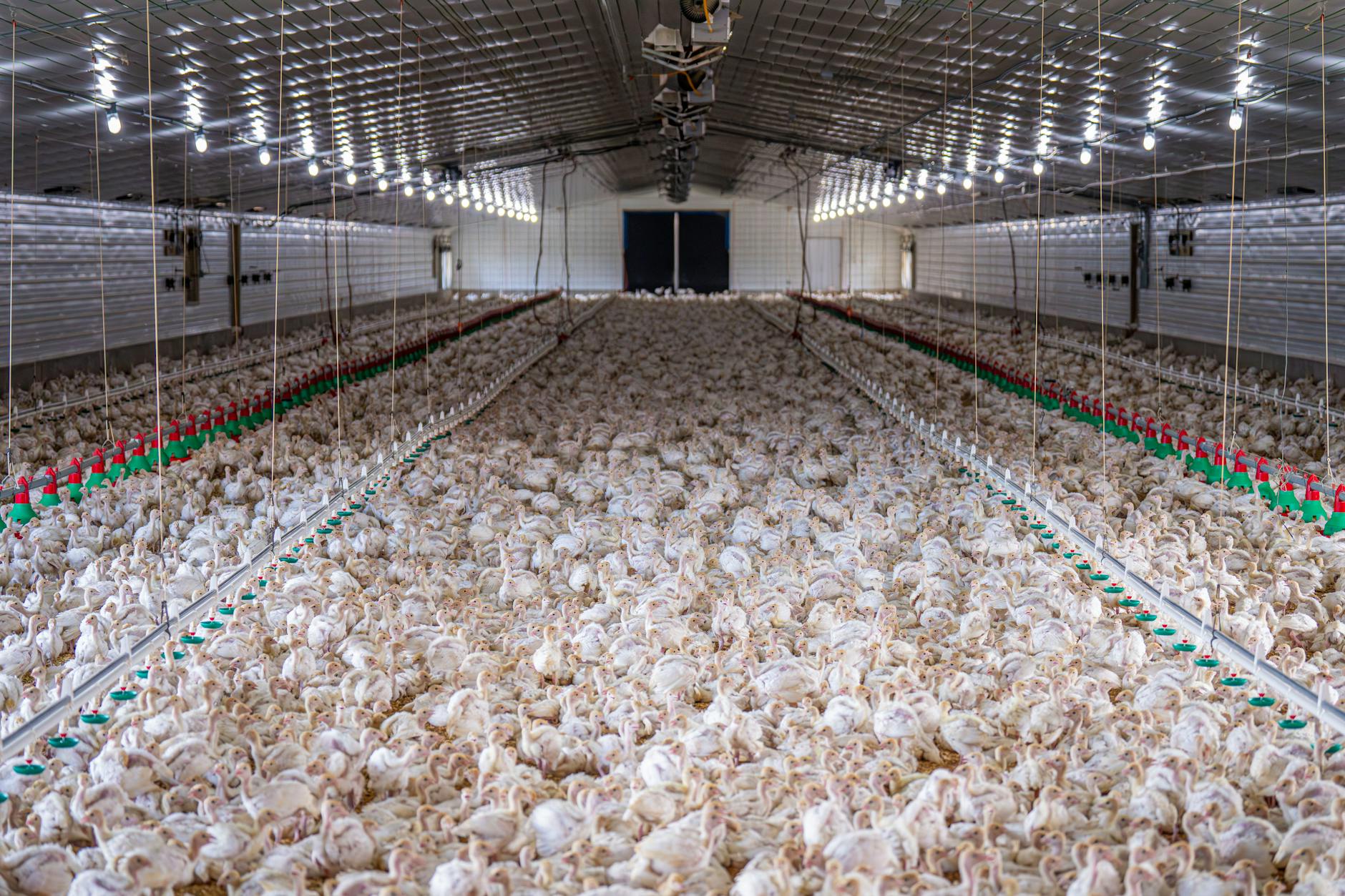 Interior of a commercial egg-laying hen facility with rows of hens