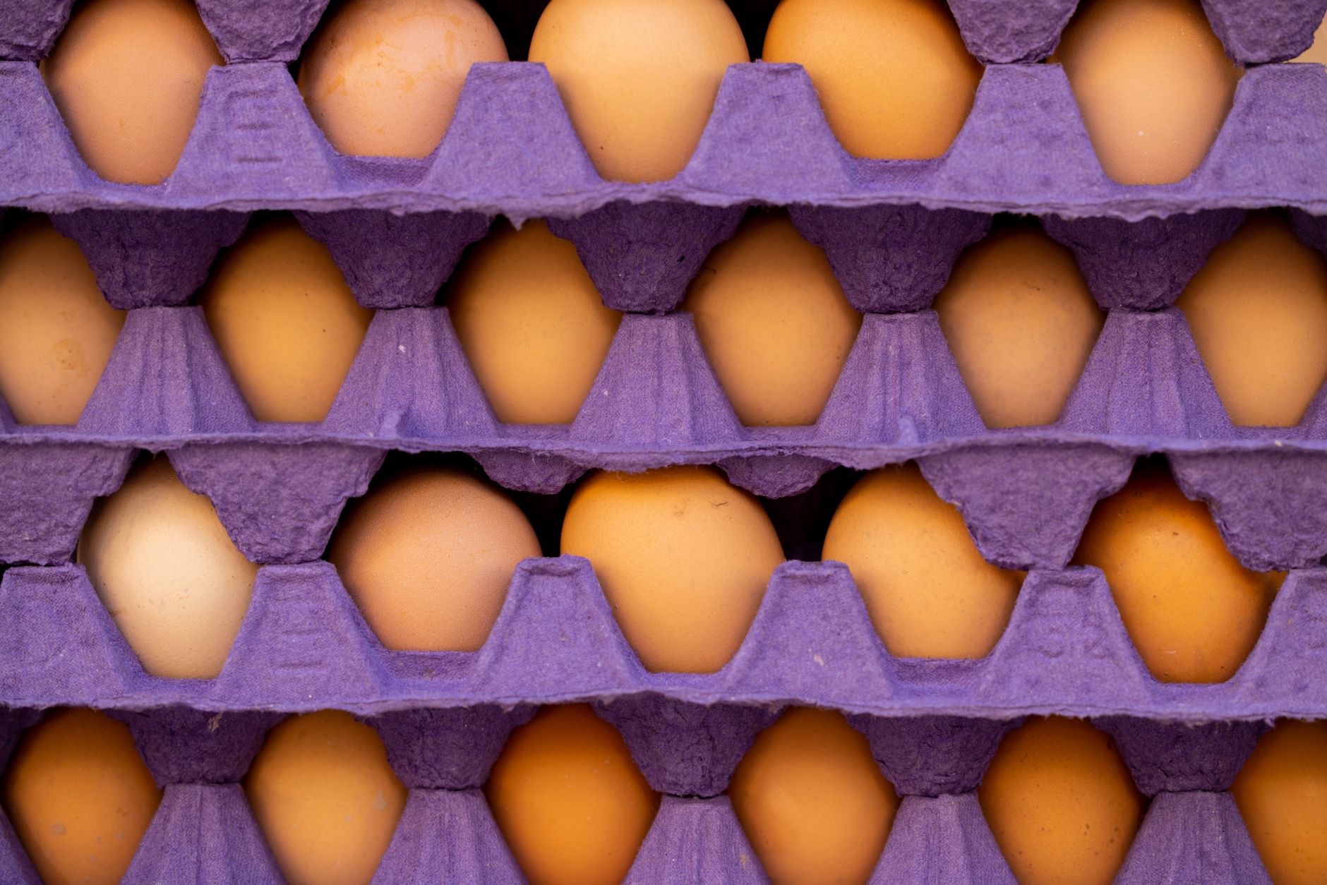 Cartons of eggs displayed on a grocery store shelf