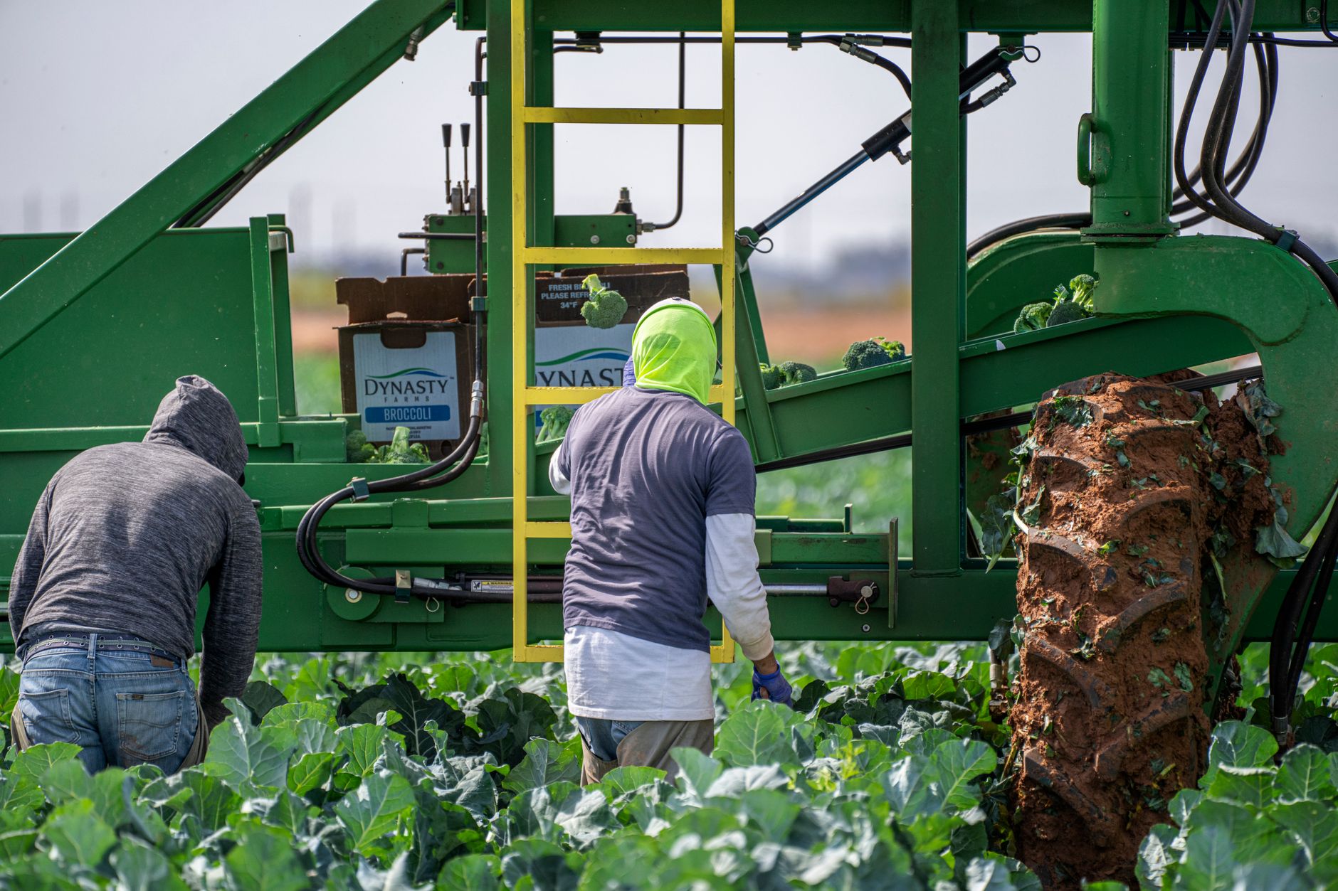 Seasonal workers in a field preparing for summer harvest operations