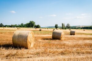 Parched agricultural field under intense summer sun showing heat stress damage to crops