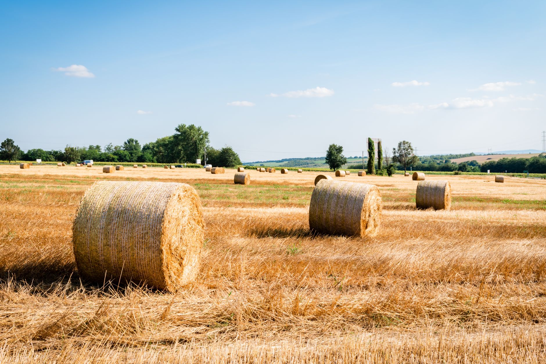 Parched agricultural field under intense summer sun showing heat stress damage to crops