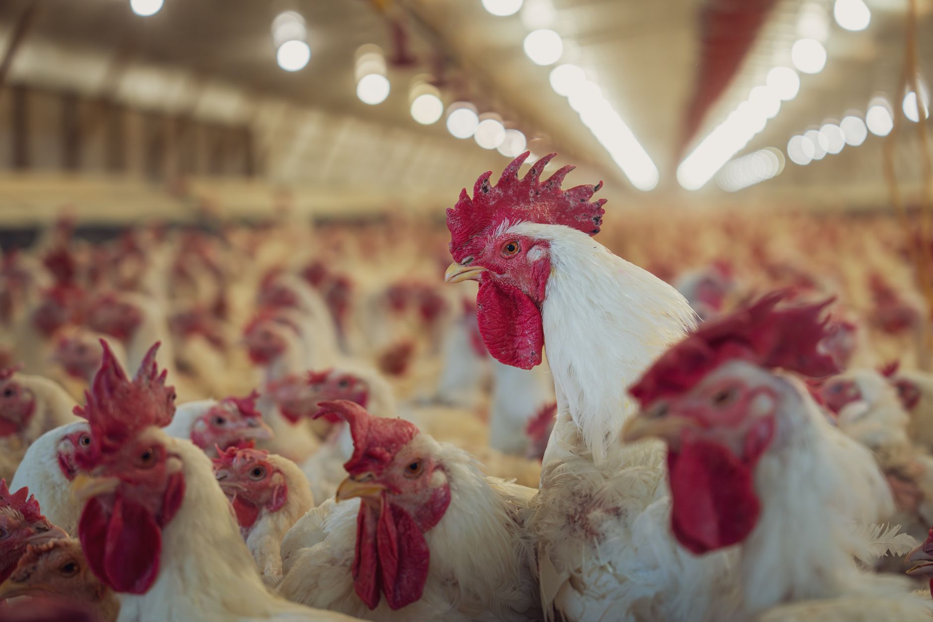 Rows of laying hens inside a commercial egg production facility