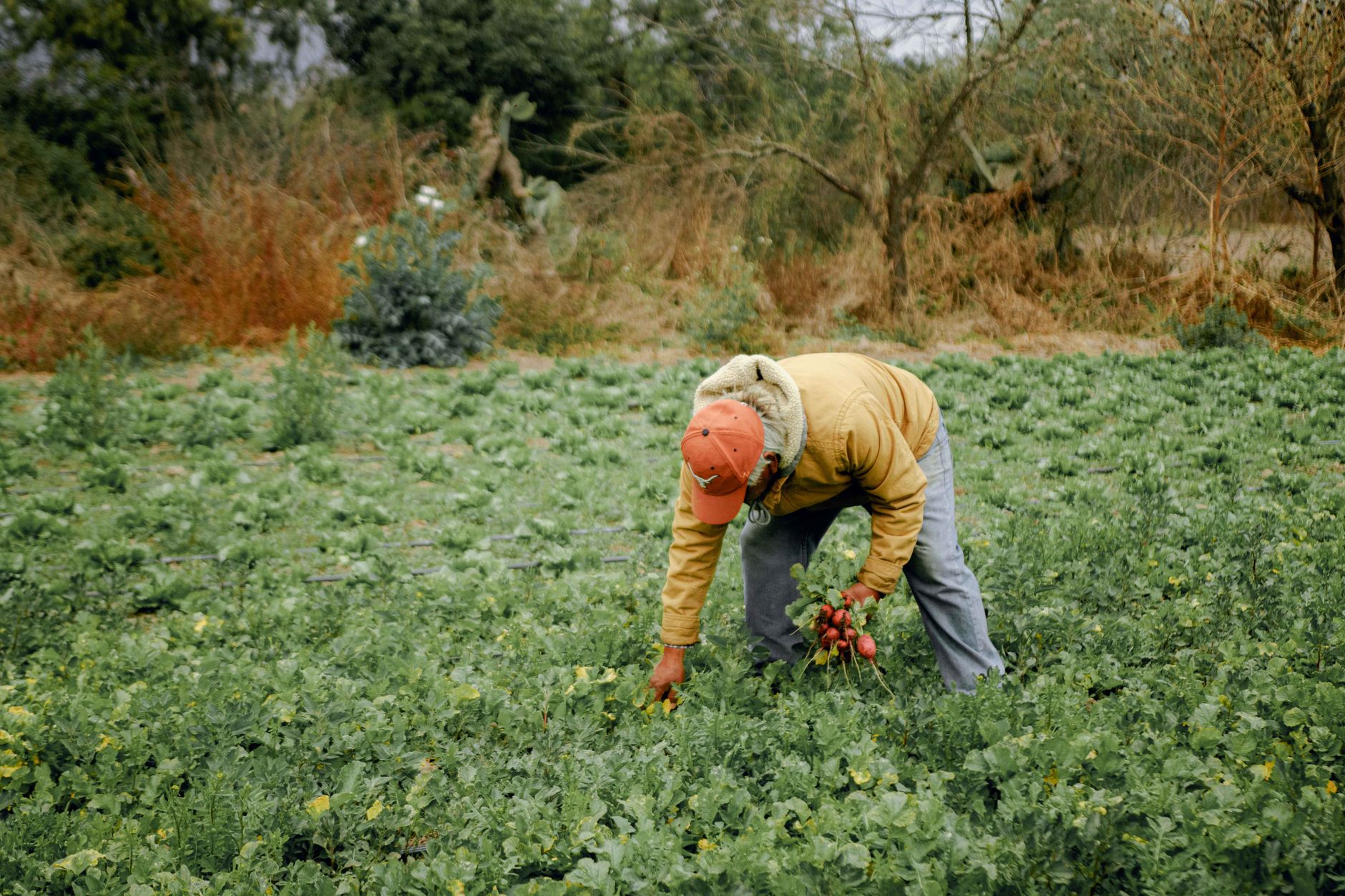 Small farm operator surveying damaged vegetable crops in dry heat conditions
