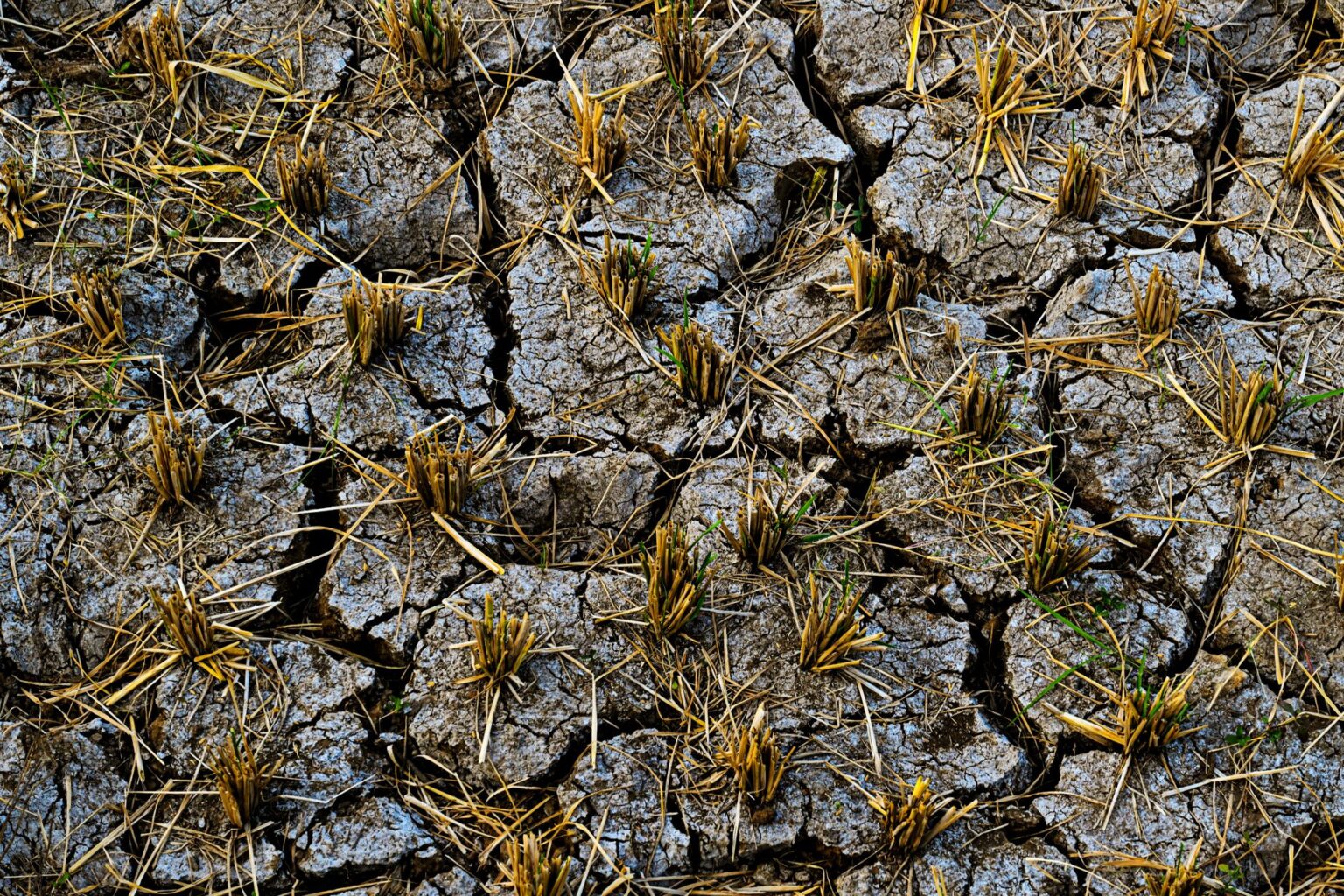 Federal Crop Insurance Payouts Swell as Extreme Weather Seasons Lengthen Cracked dry soil on a drought-stricken agricultural field