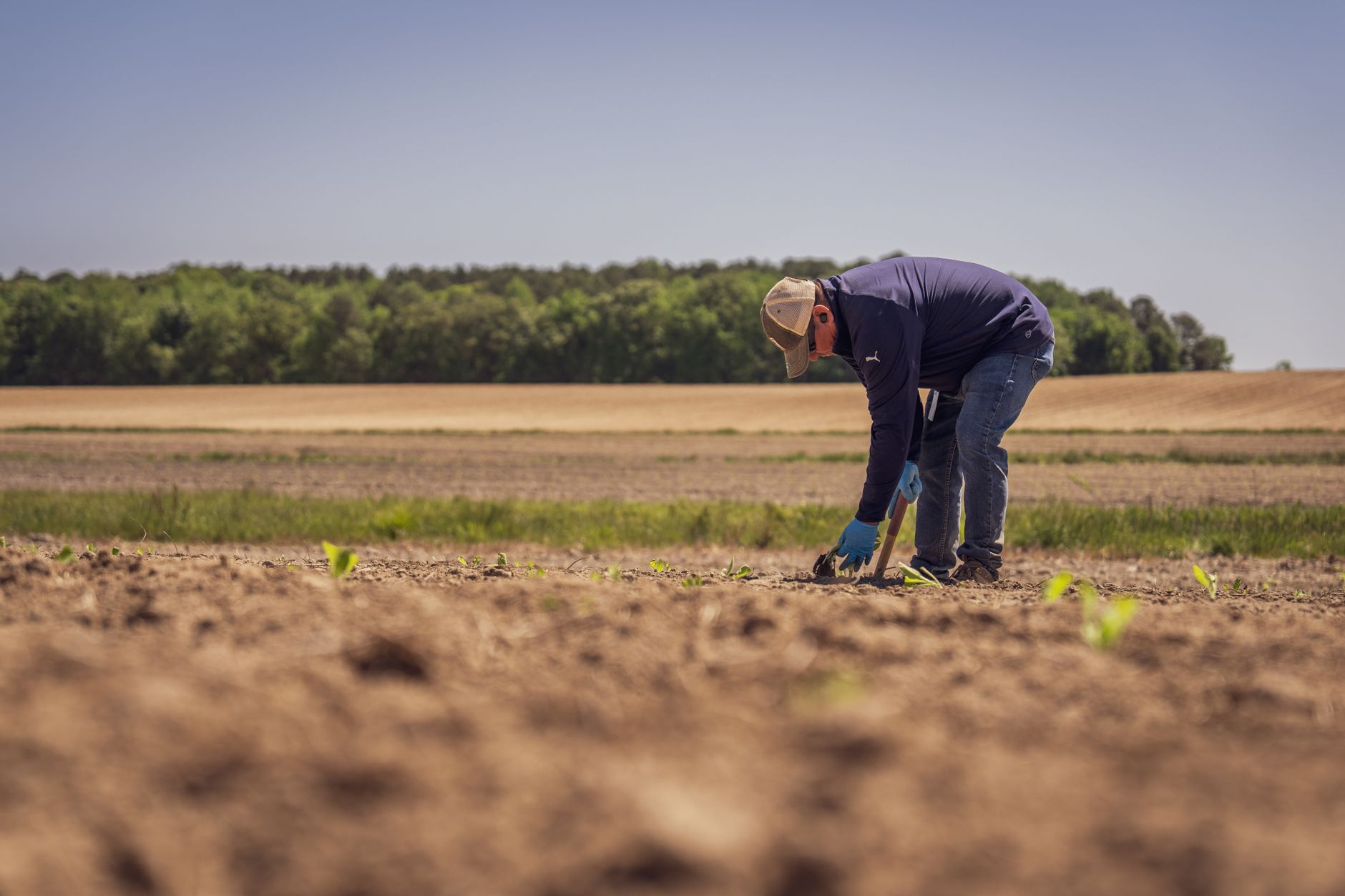 A farmer standing in a damaged crop field surveying weather-related losses