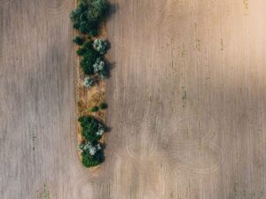 Dry cracked farmland in the American Midwest showing effects of drought on crops