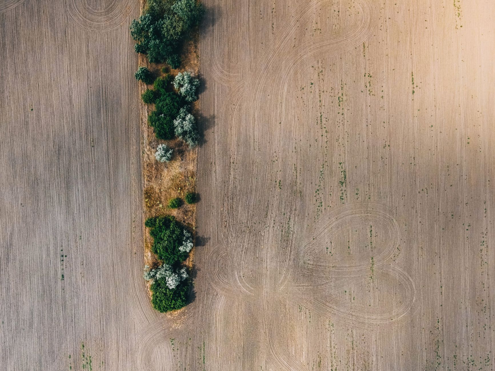 Dry cracked farmland in the American Midwest showing effects of drought on crops