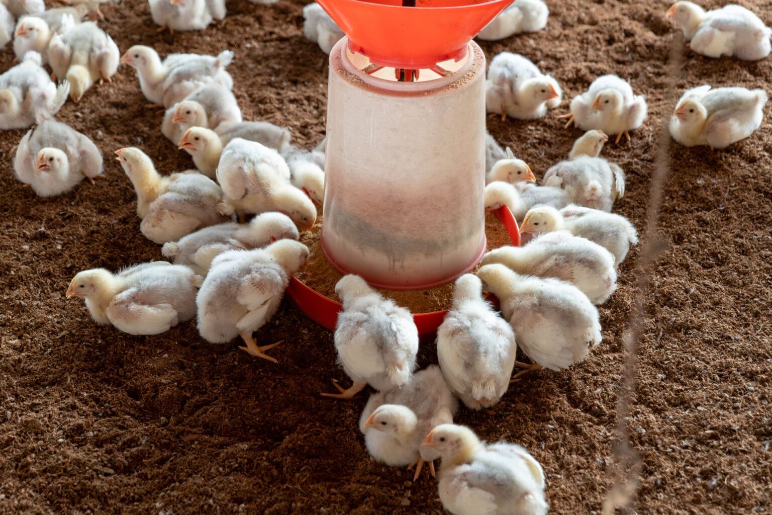 Rows of hens inside a large commercial egg-laying facility