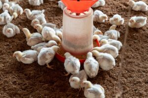 Rows of hens inside a large commercial egg-laying facility