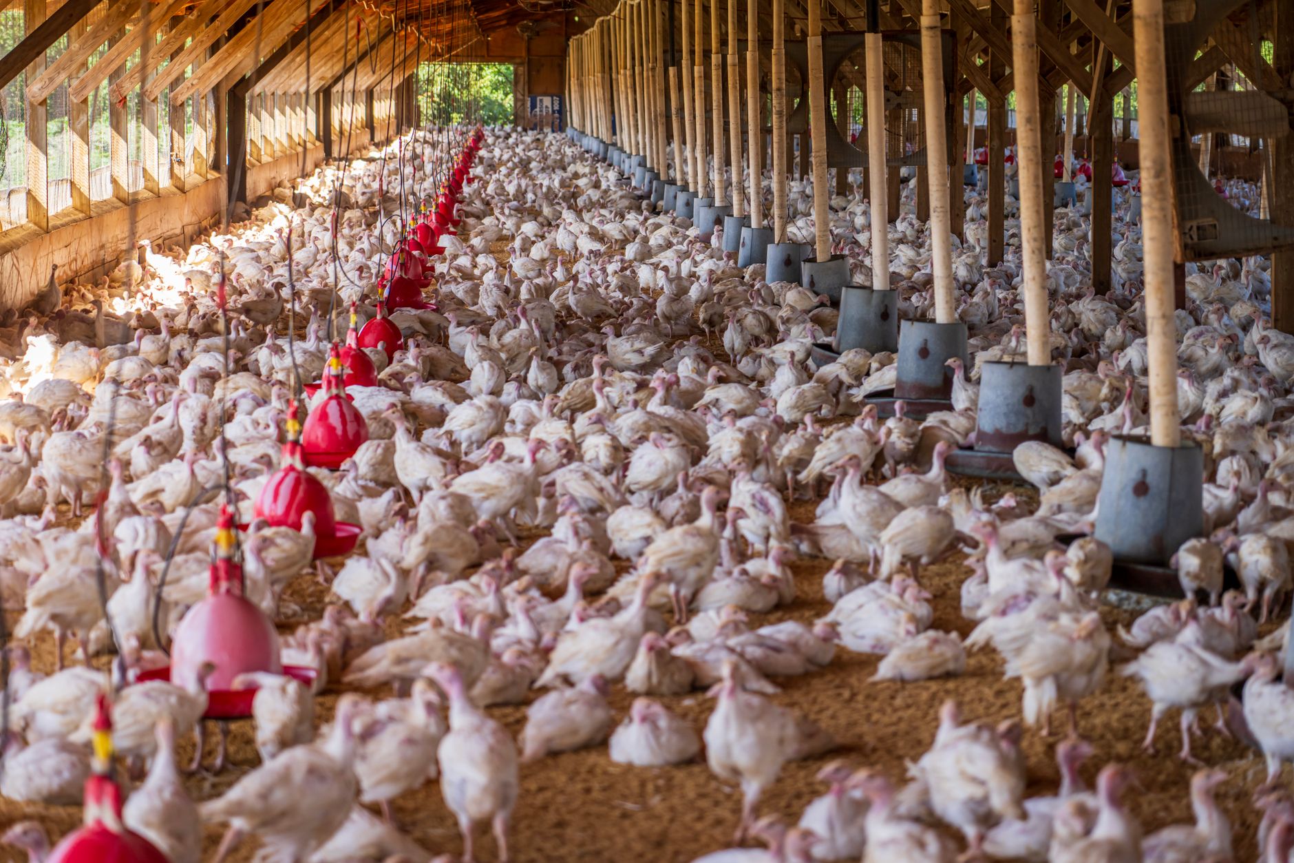 Empty poultry barn being prepared for restocking after disease clearance