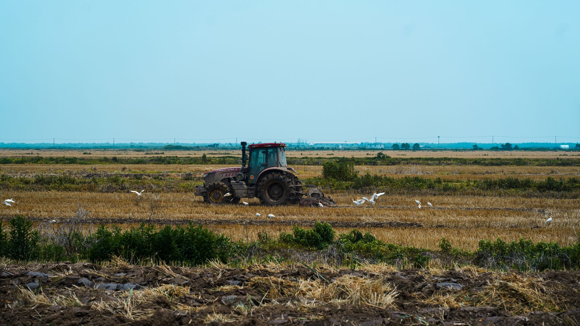 A large farm tractor working in an open agricultural field during harvest season