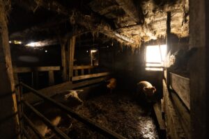 Hogs in a commercial pig farming facility representing U.S. pork supply
