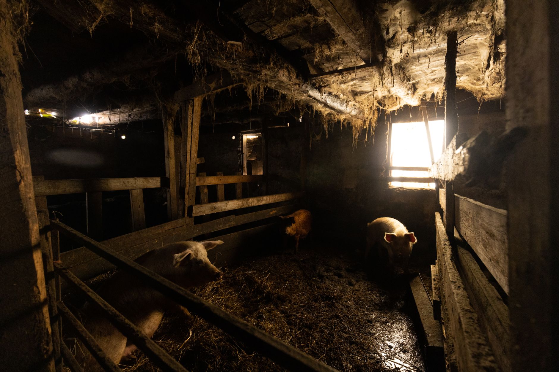 Hogs in a commercial pig farming facility representing U.S. pork supply