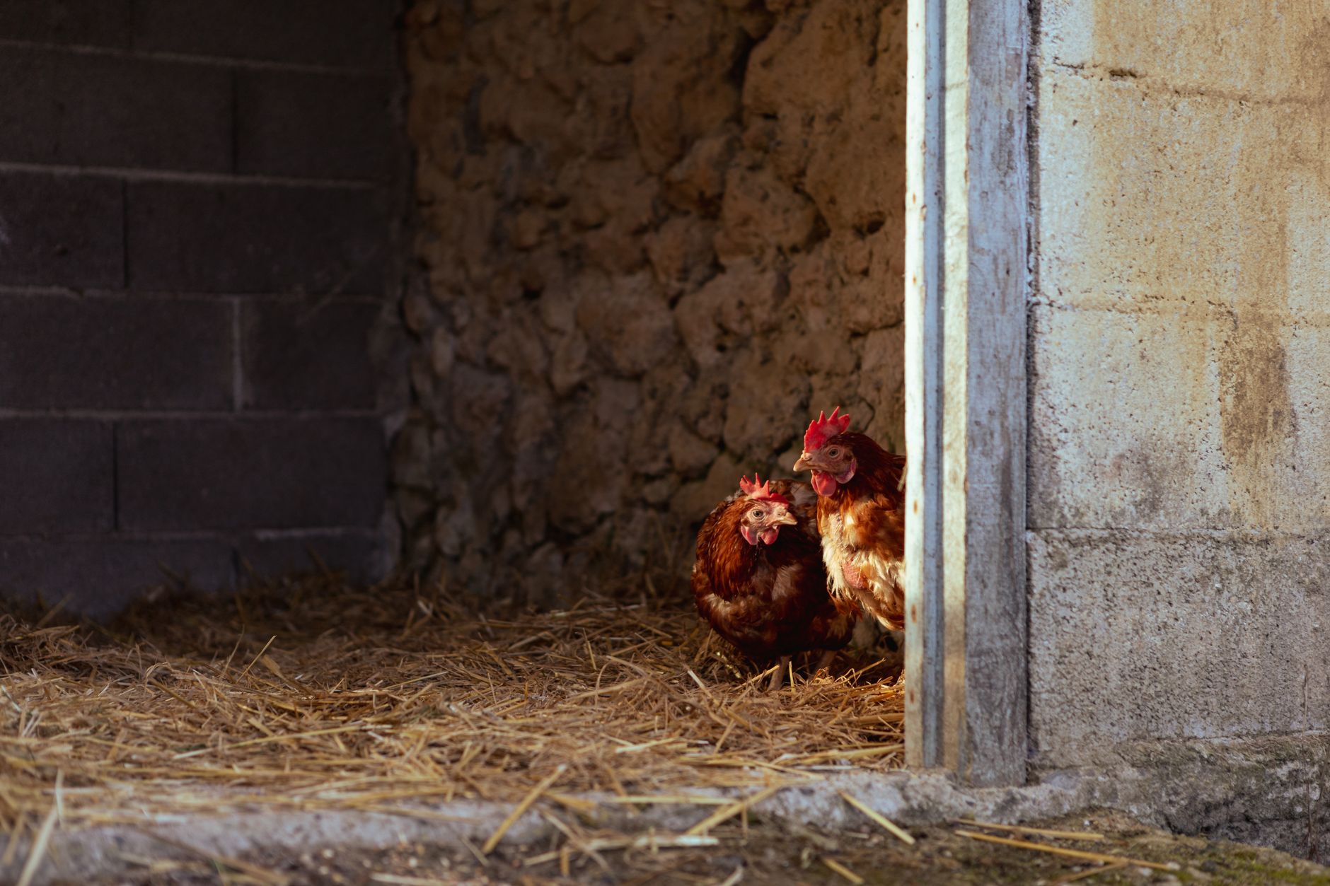 Interior of a commercial poultry farm with rows of egg-laying hens in a large facility