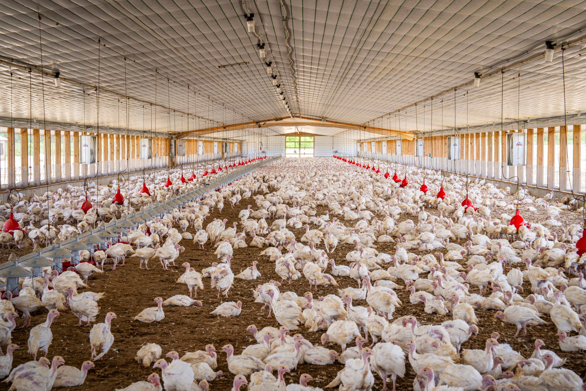 Interior of a commercial poultry farm with rows of laying hens, representing U.S. egg production infrastructure